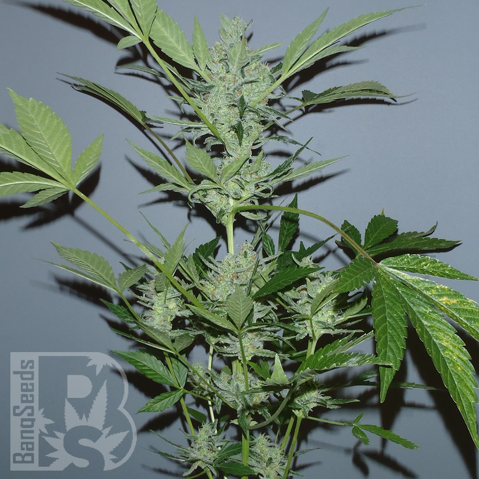 заказать на сайте семена конопли Auto White Widow x AK feminised заказать на сайте семена конопли Auto White Widow x AK feminised