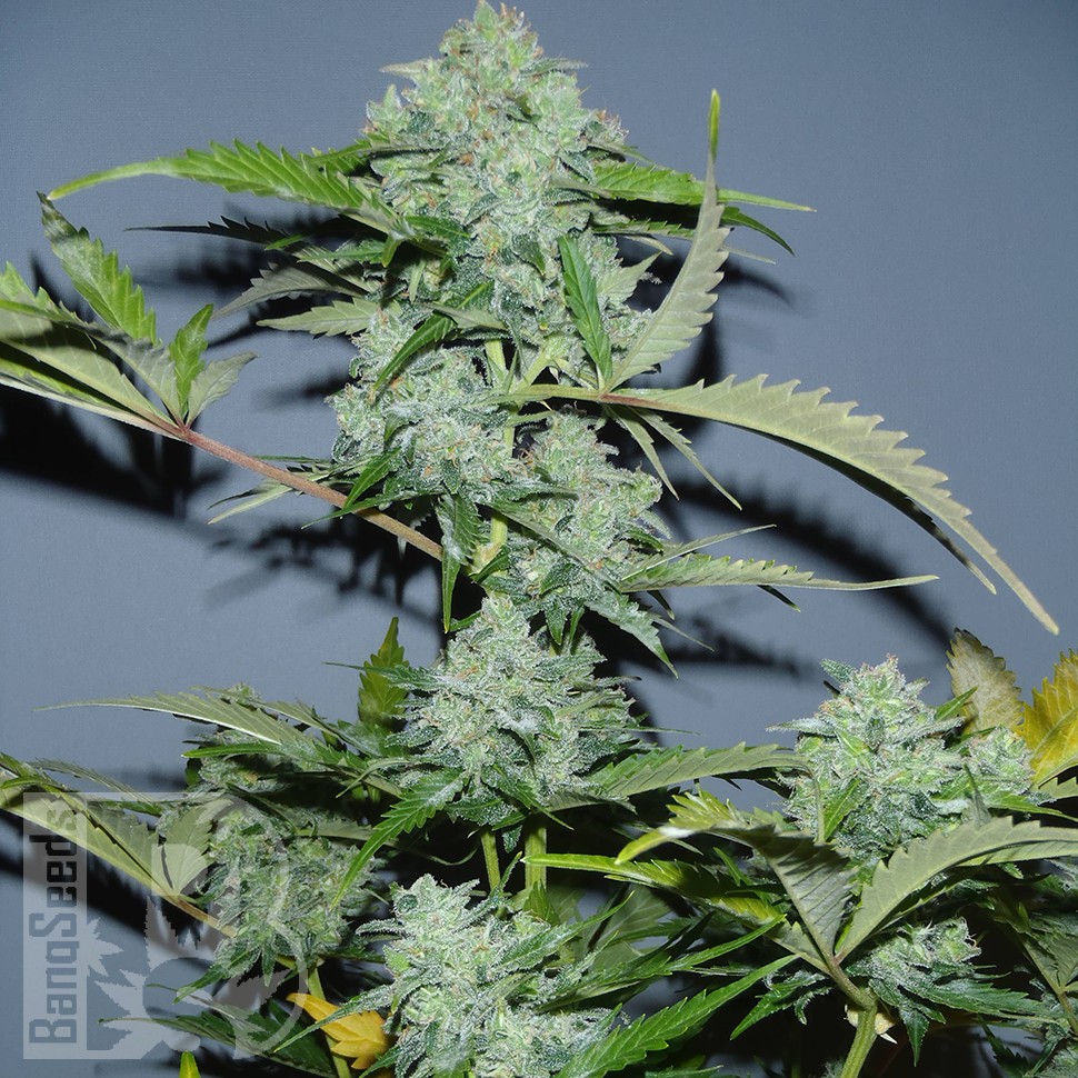 Семена ганжа Auto White Widow x AK feminised Ganja Seeds