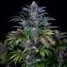 Семена каннабиса Silver Haze feminised Ganja Seeds Семена каннабиса Silver Haze feminised Ganja Seeds