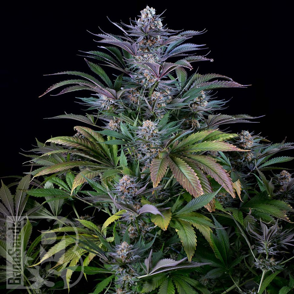 Семена каннабиса Silver Haze feminised Ganja Seeds