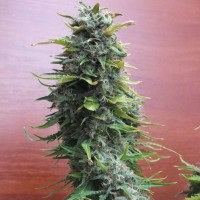 Top Skunk 44 feminised Ganja Seeds