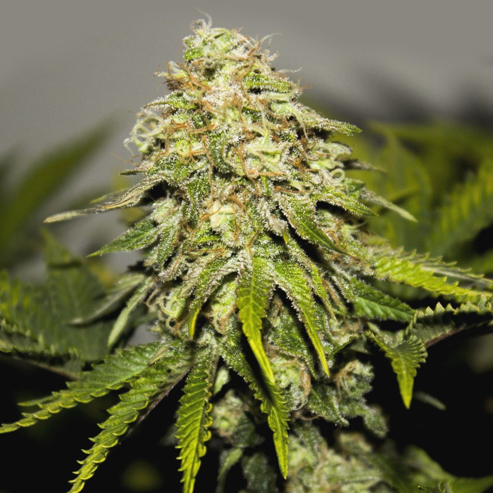 купить семена конопли медицинской Auto Critical feminised купить семена конопли медицинской Auto Critical feminised