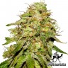 Auto Critical feminised Green Silk Road Seeds