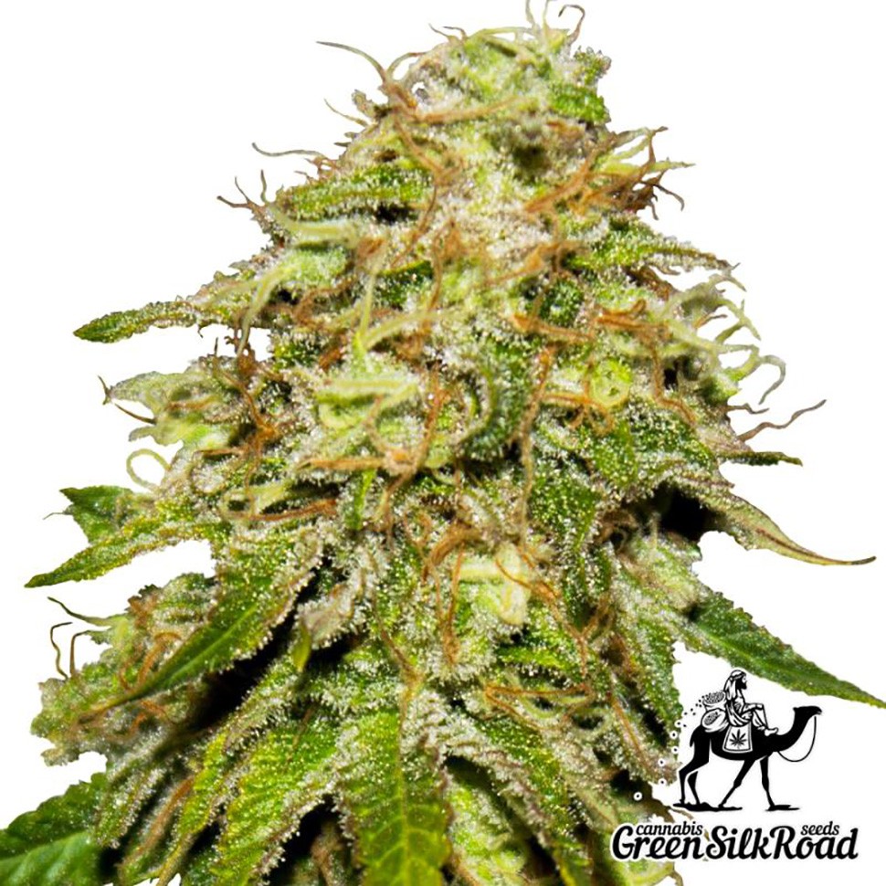 Семена марихуаны Auto Critical feminised Green Silk Road Seeds