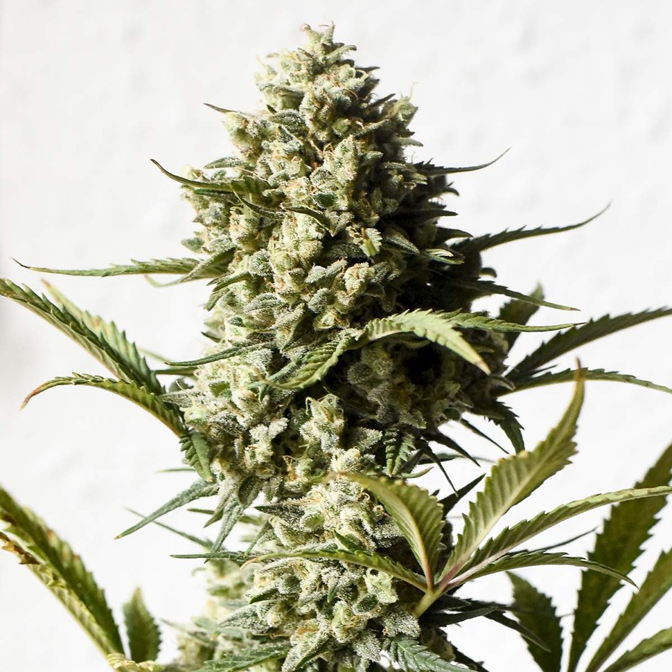 Семена  Auto Chronic Monster XXL feminised Victory Seeds