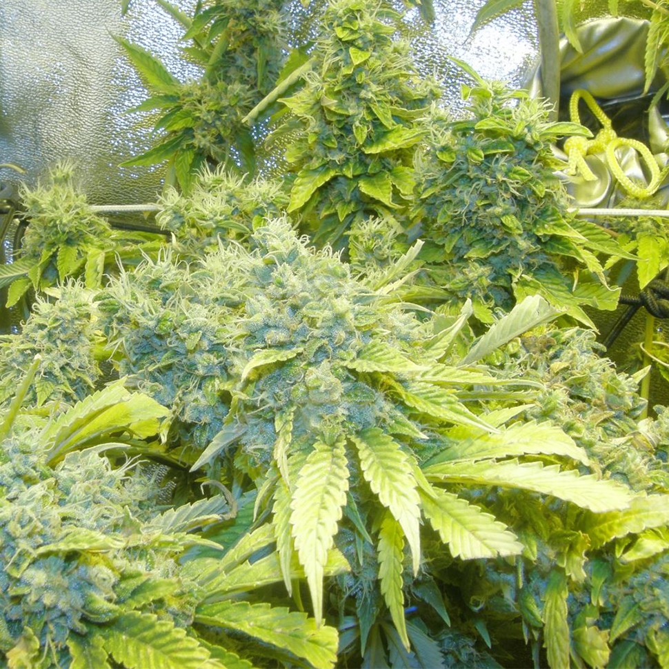 Семена каннабиса K-Train feminised Ganja Seeds Семена каннабиса K-Train feminised Ganja Seeds