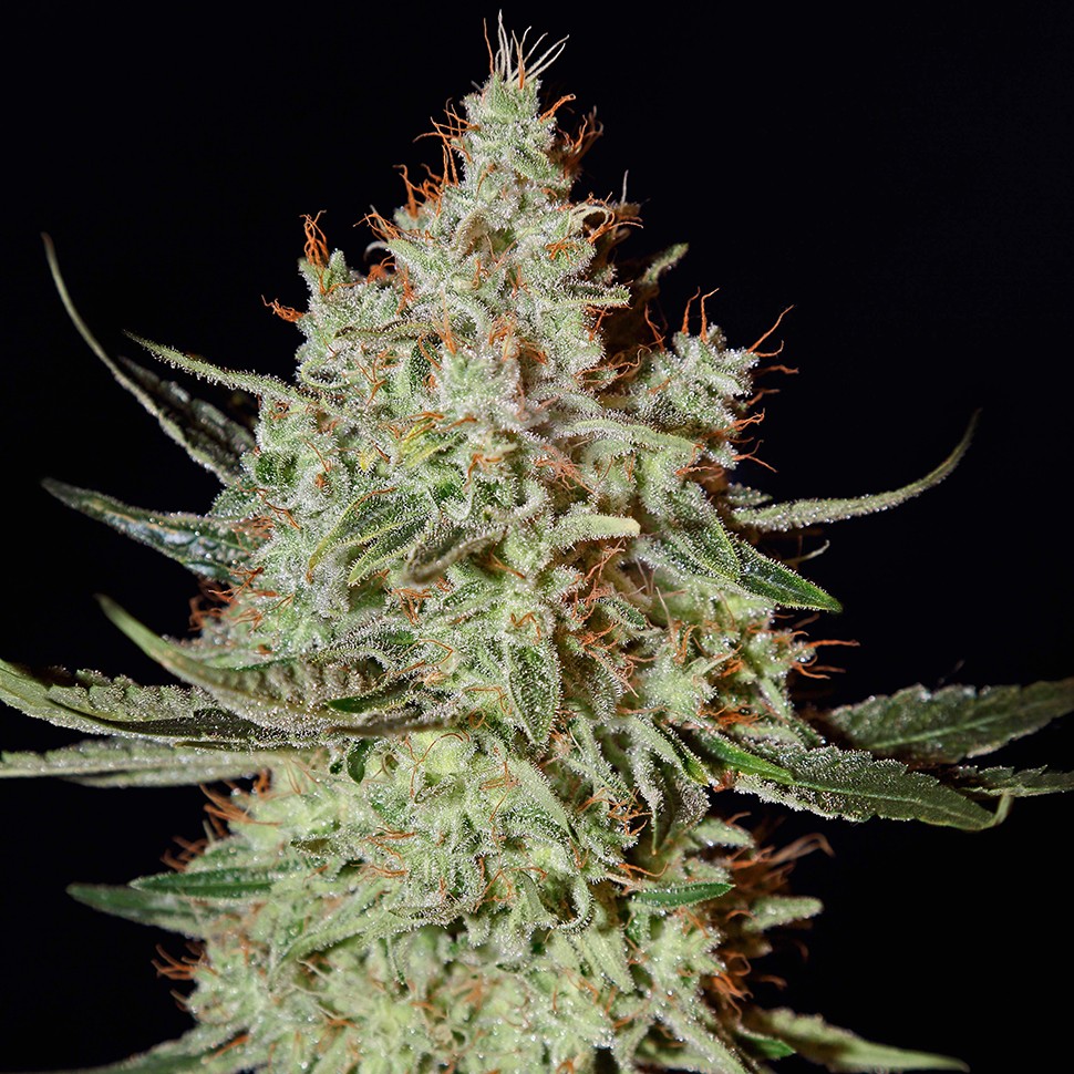 Семена марихуаны K-Train feminised Ganja Seeds