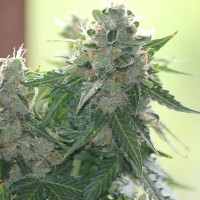 White Dwarf feminised Ganja Seeds