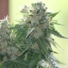 Семена конопли White Dwarf feminised Ganja Seeds Семена конопли White Dwarf feminised Ganja Seeds