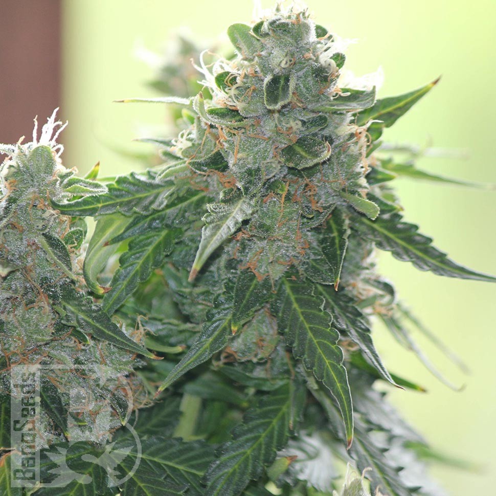 Семена каннабиса White Dwarf feminised Ganja Seeds