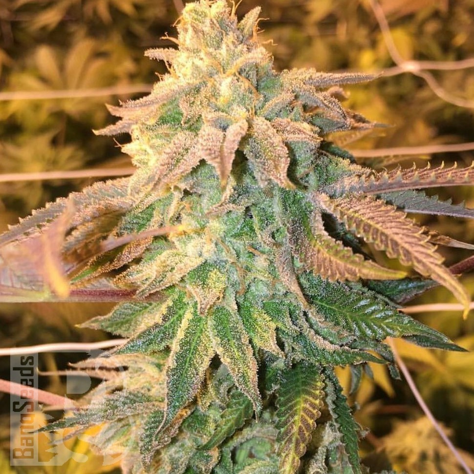 Семена каннабиса White Dwarf feminised Ganja Seeds Семена каннабиса White Dwarf feminised Ganja Seeds