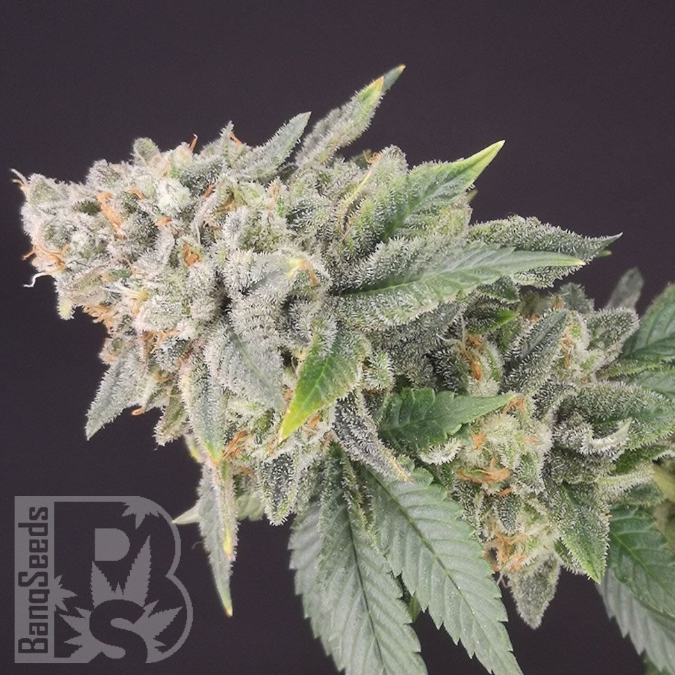 Семена каннабиса White Dwarf feminised Ganja Seeds Семена каннабиса White Dwarf feminised Ganja Seeds