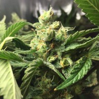 Skunk Amsterdam feminised Ganja Seeds