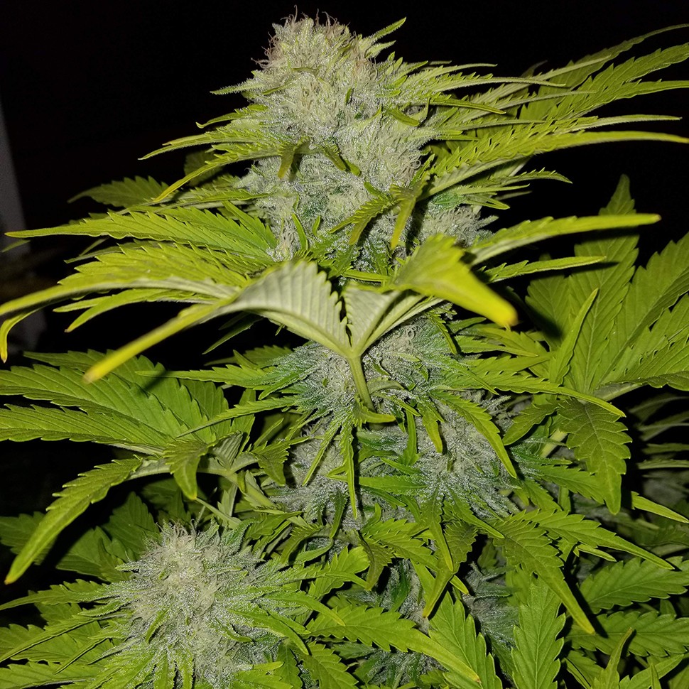 Семена конопли Auto Bubble Gum feminised Ganja Seeds