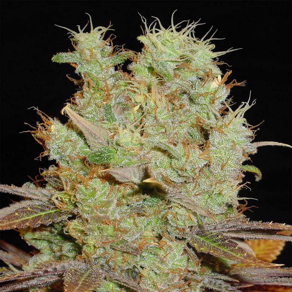 Семена ганжа  Somango feminised Ganja Seeds