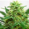 купить семена конопли в Украине Somango feminised купить семена конопли в Украине Somango feminised