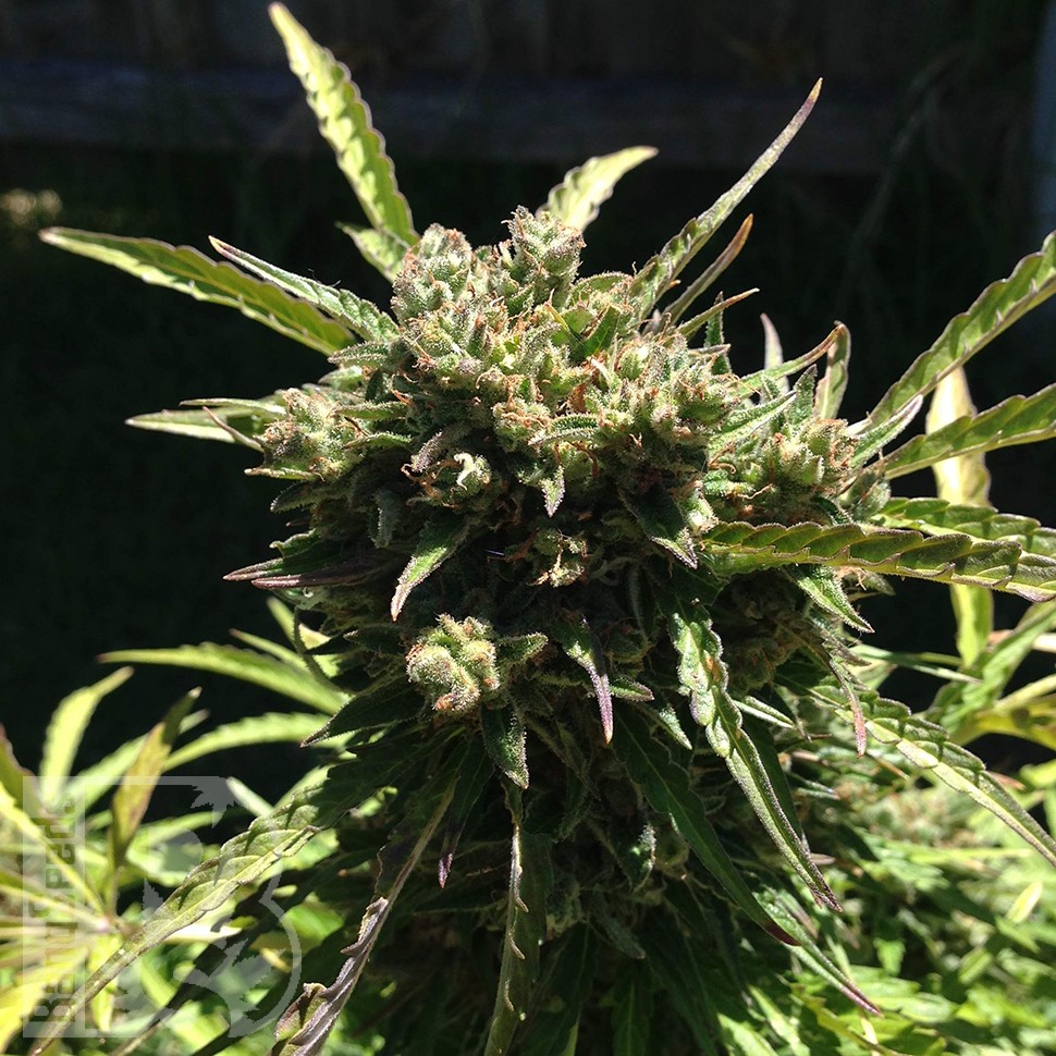 купить урожайные семена конопли Somango feminised купить урожайные семена конопли Somango feminised