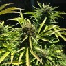 купить качественные семена конопли Somango feminised купить качественные семена конопли Somango feminised