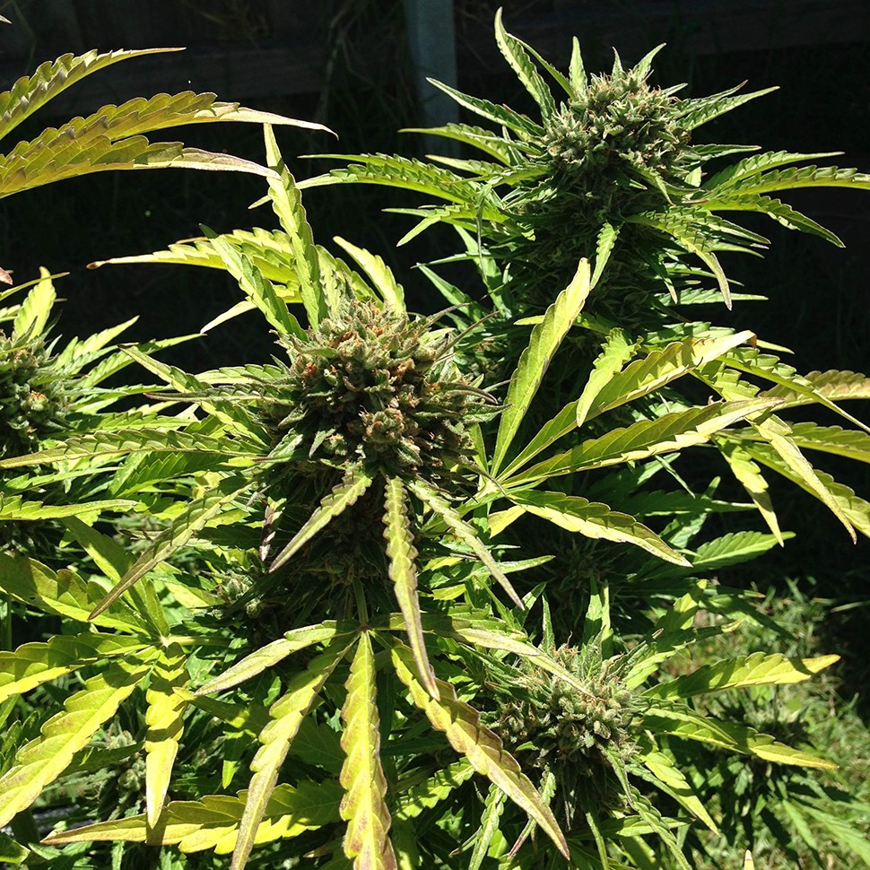 купить качественные семена конопли Somango feminised купить качественные семена конопли Somango feminised