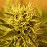 купить семена сортовой конопли Somango feminised купить семена сортовой конопли Somango feminised