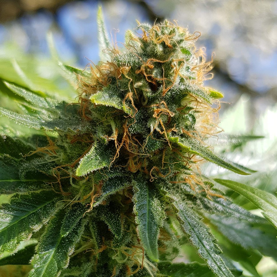 купить семена конопли f1 в оригинальной упаковке Somango feminised купить семена конопли f1 в оригинальной упаковке Somango feminised