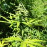 купить мощные семена конопли Somango feminised купить мощные семена конопли Somango feminised