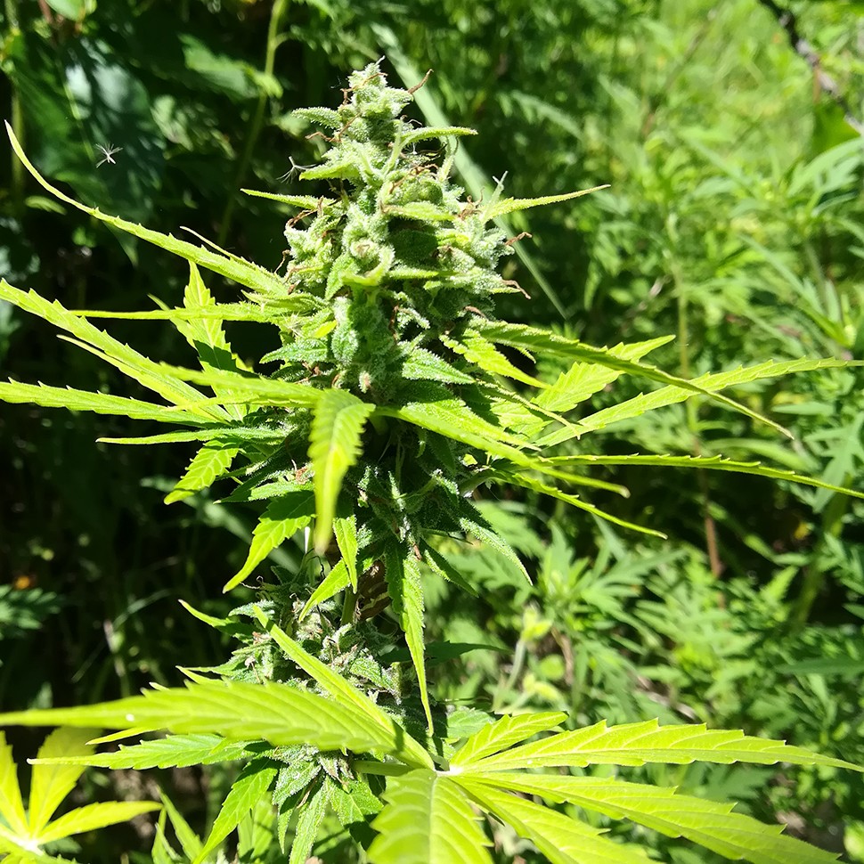 купить мощные семена конопли Somango feminised купить мощные семена конопли Somango feminised
