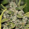 купить семена конопли дешево Somango feminised купить семена конопли дешево Somango feminised