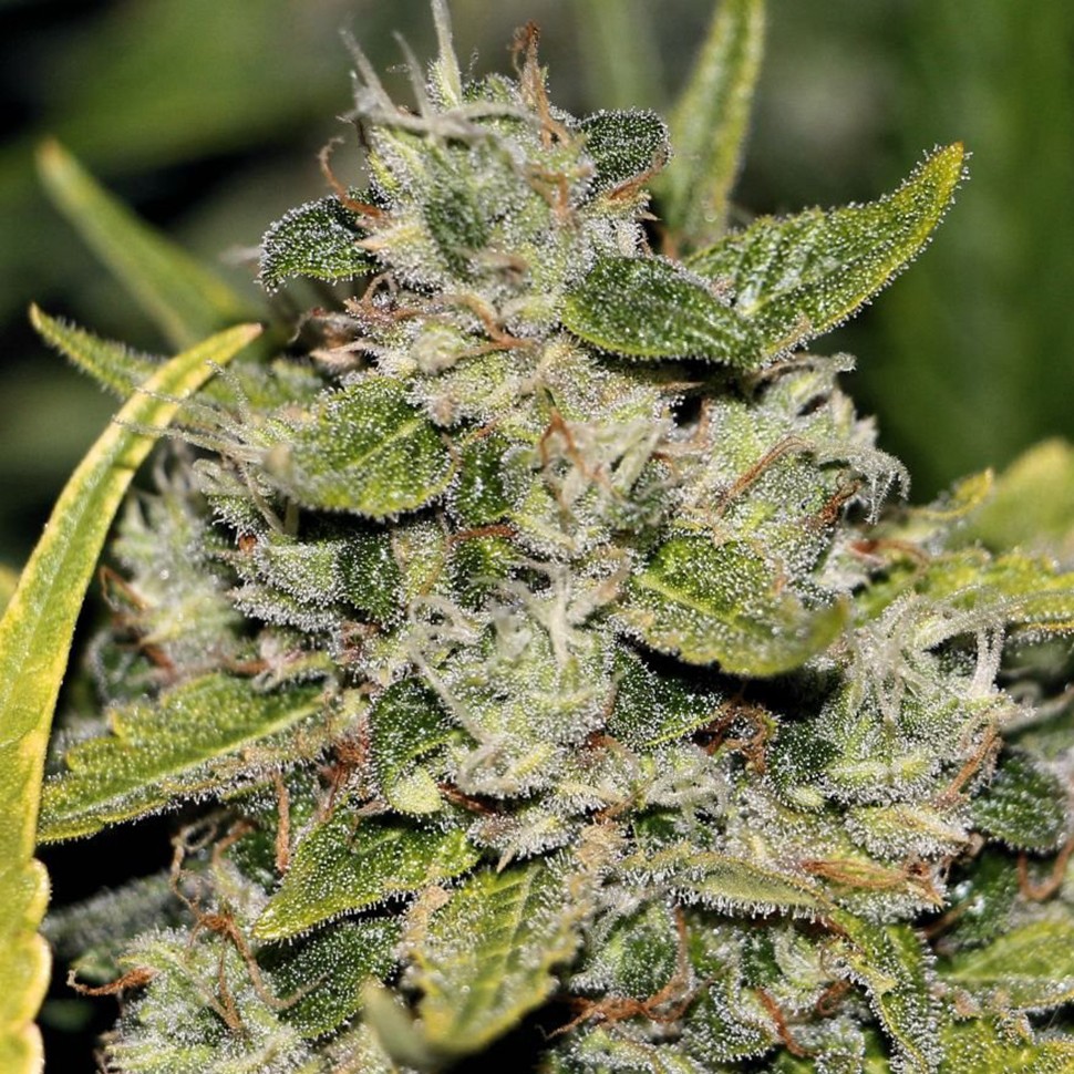 купить семена конопли дешево Somango feminised купить семена конопли дешево Somango feminised