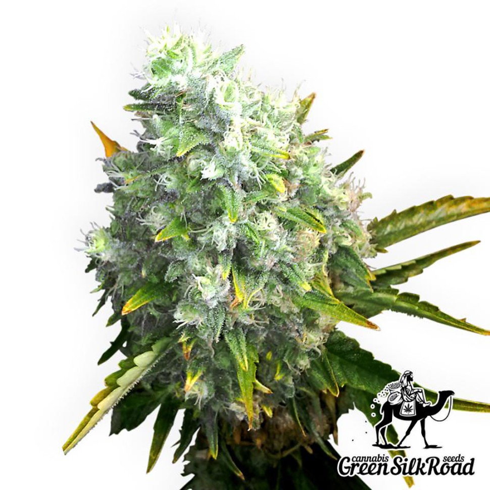 Семена конопли  Auto OG Kush feminised Green Silk Road Seeds