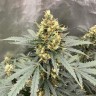 семена конопли в фирменной упаковке Auto Critical feminised Victory Seeds семена конопли в фирменной упаковке Auto Critical feminised Victory Seeds
