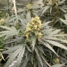автоцветущие семена конопли Auto Critical feminised Victory Seeds автоцветущие семена конопли Auto Critical feminised Victory Seeds