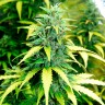 заказать семена конопли Auto Super Skunk feminised заказать семена конопли Auto Super Skunk feminised
