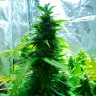 заказ семян конопли Auto Super Skunk feminised заказ семян конопли Auto Super Skunk feminised