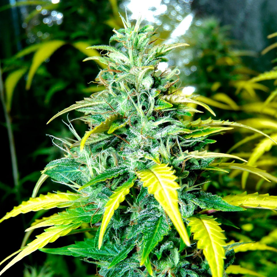 заказать семена конопли наложенным платежом Auto Super Skunk feminised заказать семена конопли наложенным платежом Auto Super Skunk feminised