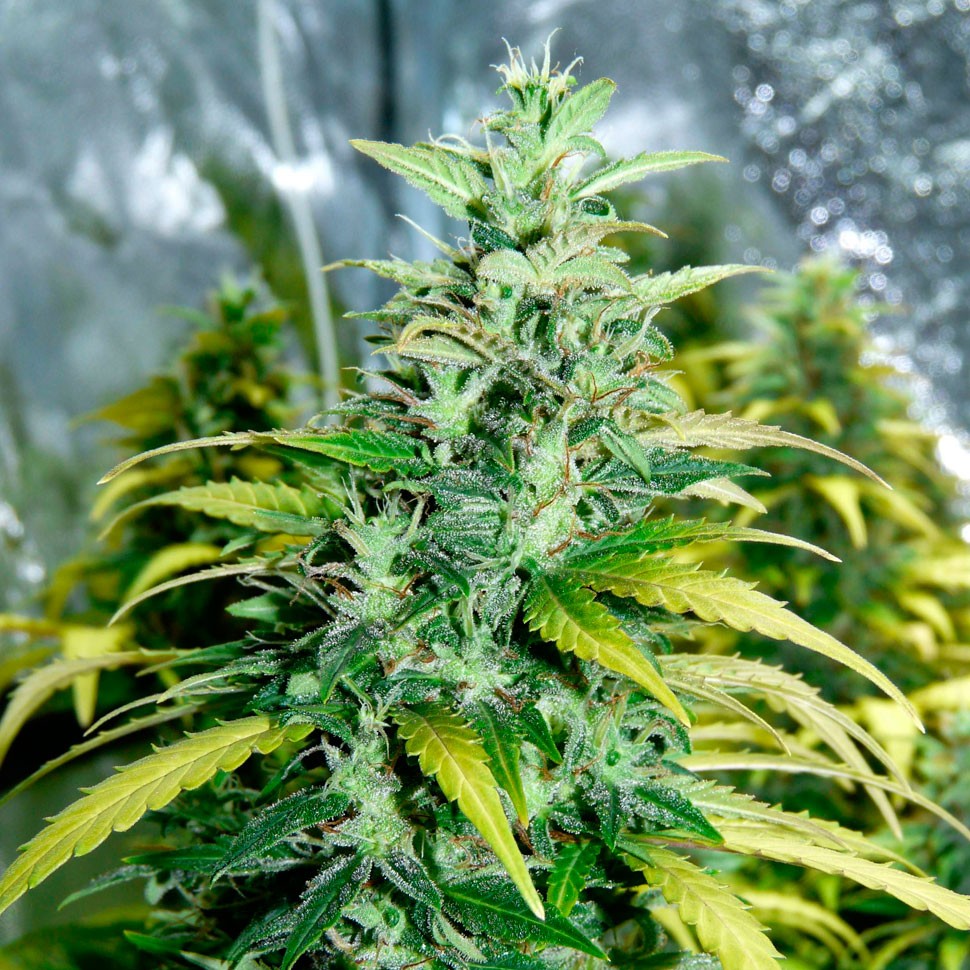 заказать семена конопли почтой Auto Super Skunk feminised заказать семена конопли почтой Auto Super Skunk feminised