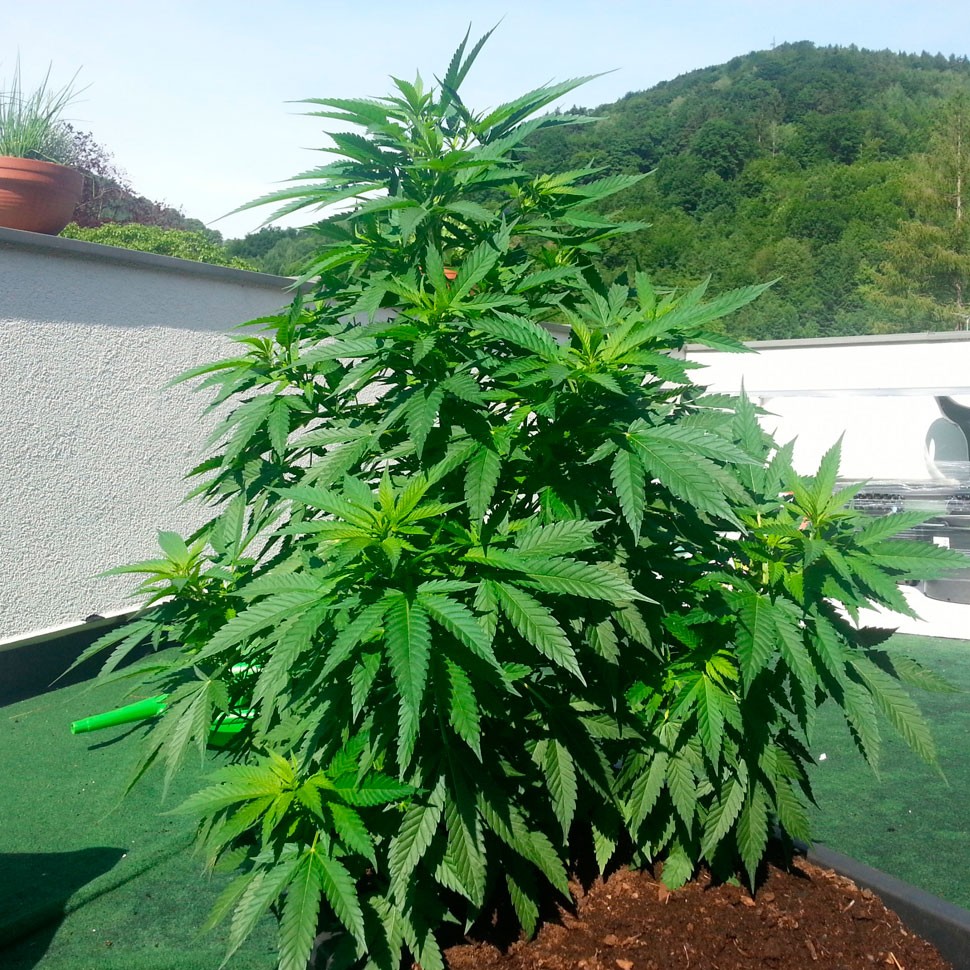 купить семена конопли Auto Super Skunk feminised купить семена конопли Auto Super Skunk feminised