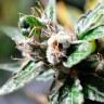 купить семена конопли в Украине Auto Super Skunk feminised купить семена конопли в Украине Auto Super Skunk feminised