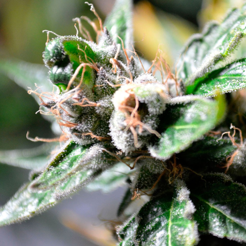 купить семена конопли в Украине Auto Super Skunk feminised купить семена конопли в Украине Auto Super Skunk feminised