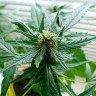 купить семена конопли с доставкой Auto Super Skunk feminised купить семена конопли с доставкой Auto Super Skunk feminised