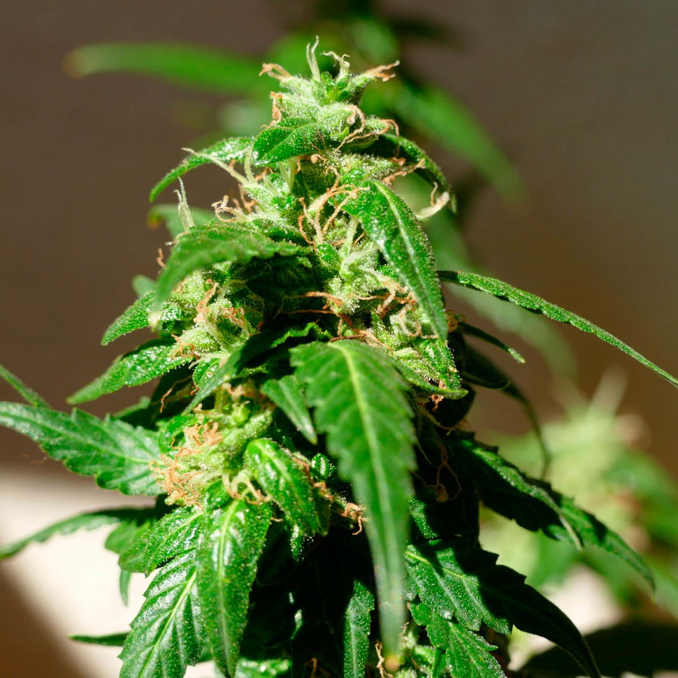 купить семена конопли в интернете Auto Super Skunk feminised купить семена конопли в интернете Auto Super Skunk feminised