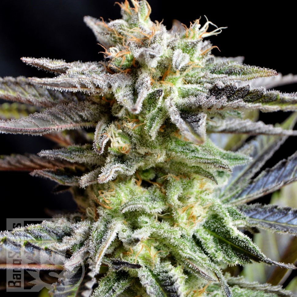 Семена каннабиса Black Domina x White Russian feminised Ganja Seeds Семена каннабиса Black Domina x White Russian feminised Ganja Seeds