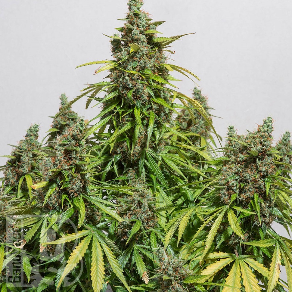 Семена каннабиса Black Domina x White Russian feminised Ganja Seeds Семена каннабиса Black Domina x White Russian feminised Ganja Seeds