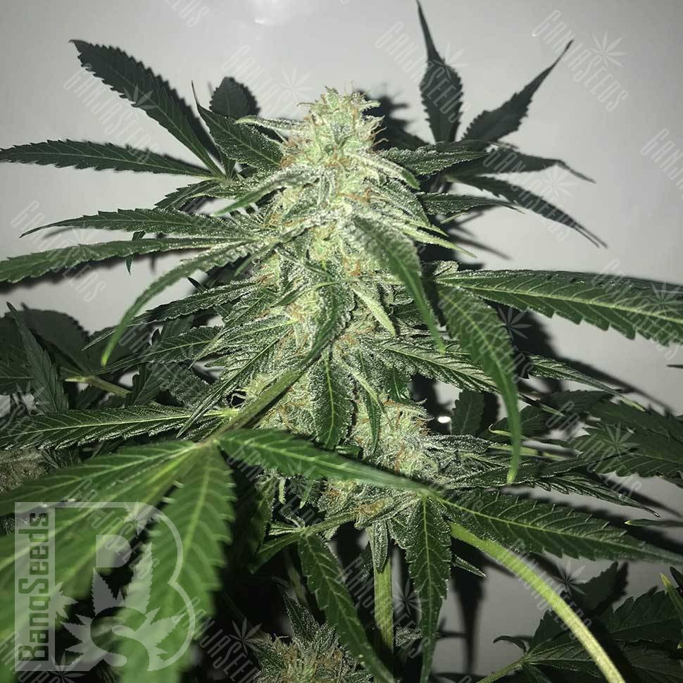 Семена каннабиса Black Domina x White Russian feminised Ganja Seeds Семена каннабиса Black Domina x White Russian feminised Ganja Seeds