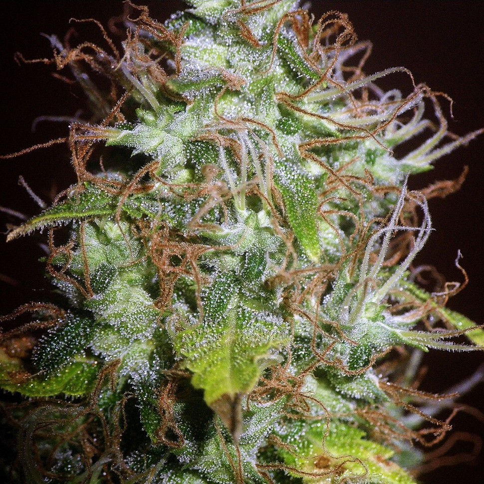 Семена Auto Kush feminised Ganja Seeds