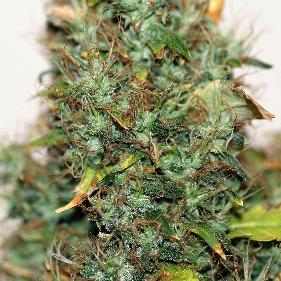 купить семена конопли автоцвет Auto Kush feminised купить семена конопли автоцвет Auto Kush feminised