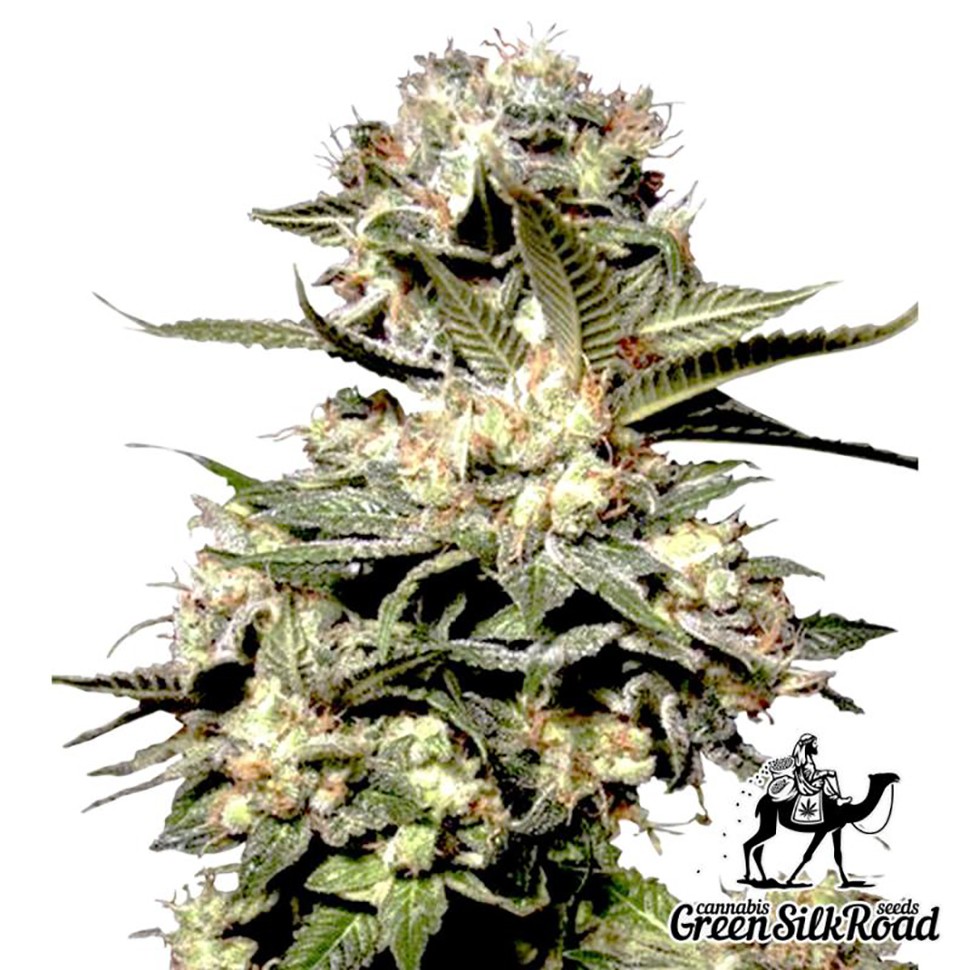 Семена конопли Auto Somango feminised Green Silk Road Seeds