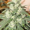 купить семена конопли в интернете Auto Somango feminised купить семена конопли в интернете Auto Somango feminised