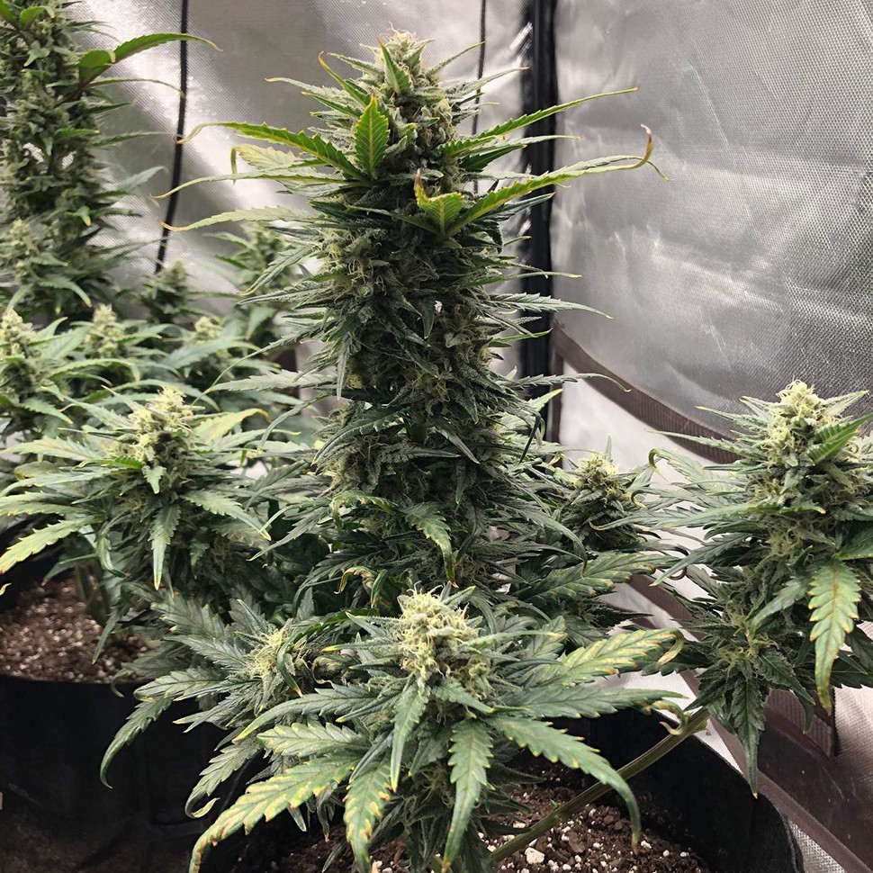 Семена каннабиса  Auto Green Wild Shark feminised Victory Seeds