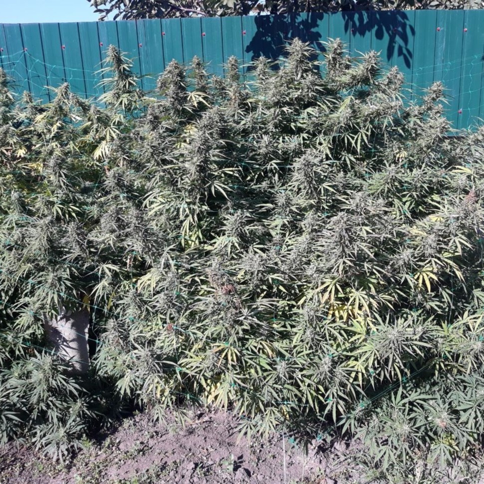 Семена Sugar Black Rose (DS27) feminised Ganja Seeds